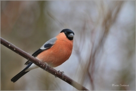 <p>HÝL OBECNÝ (Pyrrhula pyrrhula) Šluknovsko - Jiříkov ------- /Eurasian bullfinch - Gimpel/</p>